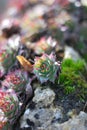 Houseleek - Sempervivum grows in a rock garden