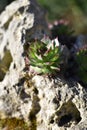 Houseleek - Sempervivum grows in a rock garden