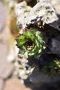Houseleek - Sempervivum grows in a rock garden