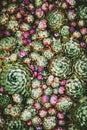 Sempervivum rosettes, Houseleek green and red succulent groundcover plants texture overhead view Royalty Free Stock Photo