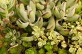 Sempervivum or sedum plants in garden