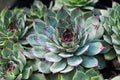 Sempervivum succulent (Houseleek) growing in the garden Royalty Free Stock Photo