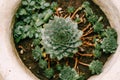 Sempervivum succulent plant in a flower pot, top view close-up. Royalty Free Stock Photo