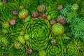 Sempervivum, succulents. The stone rose.