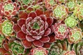 Sempervivum \'Sunkist\' Royalty Free Stock Photo