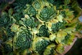 Sempervivum tectorum,Common Houseleek, - perennial plant growing