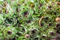 Sempervivum tectorum common houseleek , raindrops over plant in garden , spring season Royalty Free Stock Photo