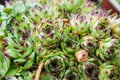 Sempervivum tectorum common houseleek , raindrops over plant in garden , spring season Royalty Free Stock Photo