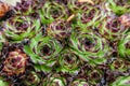 Sempervivum tectorum common houseleek , raindrops over plant in garden , spring season Royalty Free Stock Photo