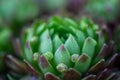 Sempervivum tectorum, the common houseleek with red and green leaves growing in rock garden, also known as rockery or alpine Royalty Free Stock Photo