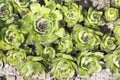 Sempervivum tectorum evergreen perennial plant, green rosettes in the garden