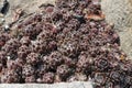 Sempervivum tectorum , houseleeks or liveforever in spring garden Royalty Free Stock Photo