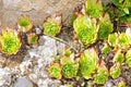 Sempervivum Tectorum, Italy Appennine mountains