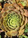 sempervivum tectorum. natural succulent pattern Royalty Free Stock Photo