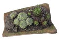 Sempervivum tectorum in a old clay roofing tile