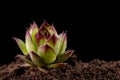 Sempervivum tectorum plant on black soil. A plant that likes to grow on rocky terrain Royalty Free Stock Photo