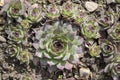 Sempervivum tectorum plant in garden bed