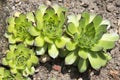 Sempervivum tectorum plant growing in the garden