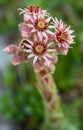 Sempervivum tectorum