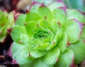 Sempervivum tectorum Royanum, green and red Houseleek succulent plant rosette with rain drops closeup Royalty Free Stock Photo