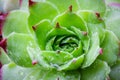 Sempervivum tectorum Royanum, green and red Houseleek succulent plant rosette with rain drops closeup Royalty Free Stock Photo