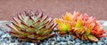 Sempervivum tectorum and Sedum adolphii Firestorm succulent plant in the garden.Tropical succulents.