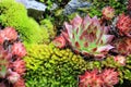 Semprevivum Royalty Free Stock Photo
