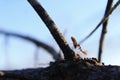 Wood ants make love beach Royalty Free Stock Photo