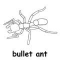 Kids line illustration coloring bullet ant. animal are just lines Royalty Free Stock Photo
