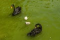 Family of graceful black swans with two gray fluffy swan chicks swim in a pond chilling out on a hot sunny day Royalty Free Stock Photo