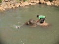 Mahout washing his elephant in the river
