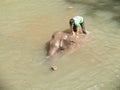 Young mahout washing his elephant in the river