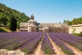 Senanque, Abbey in Provence with blooming rows lavender flowers. Royalty Free Stock Photo