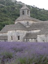 SenanqueÃ¢â¬â¢s Abbey lavander flower orchard at Gordes Luberon Provence France