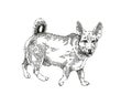 Senceless dog ink drawing graphic
