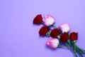 Send flowers online concept. Flower delivery for valentine and mother day. Bouquet of red pink roses isolated on violet background Royalty Free Stock Photo