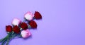 Send flowers online concept. Flower delivery for valentine and mother day. Bouquet of red pink roses isolated on violet background