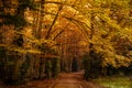 Handicapped-accessible forest track in autumn forest Royalty Free Stock Photo