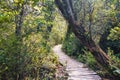 Sendero El Tepual footpath at Chiloe National Park - Chiloe Island, Chile Royalty Free Stock Photo