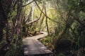 Sendero El Tepual footpath at Chiloe National Park - Chiloe Island, Chile Royalty Free Stock Photo