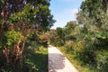 Sendero Playa footpath at Chiloe National Park - Chiloe Island, Chile