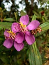 Senduduk [Melastoma malabathricum]