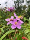 SENDUDUK (Melastoma malabathricum Linn)