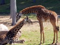 Seneca Giraffes