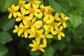 Senecio angulatus flowers in the garden