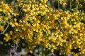 Senecio angulatus yellow flower
