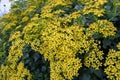 Senecio angulatus yellow flowering plant closeup
