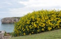 Senecio angulatus yellow flowering plant