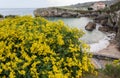 Senecio angulatus yellow flowering plant at the Puerto Chico beach in the Llanes,Asturias,Spain