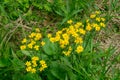 Senecio aureus - Golden Ragwort